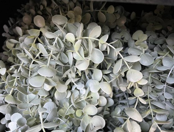 Eucalyptus Hangplant | 9 cm